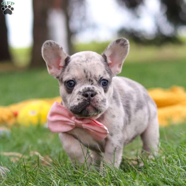 Lottie, French Bulldog Puppy